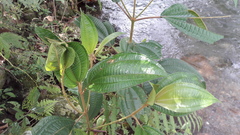 Miconia galeottii