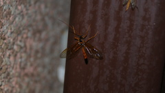 Opheltes glaucopterus barberi