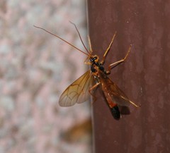 Opheltes glaucopterus barberi