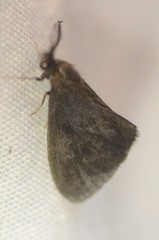 Cryptothelea nigrita