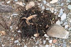 Ursus americanus eremicus