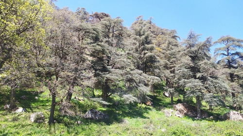 Atlas cedar