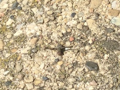 Callopistromyia strigula