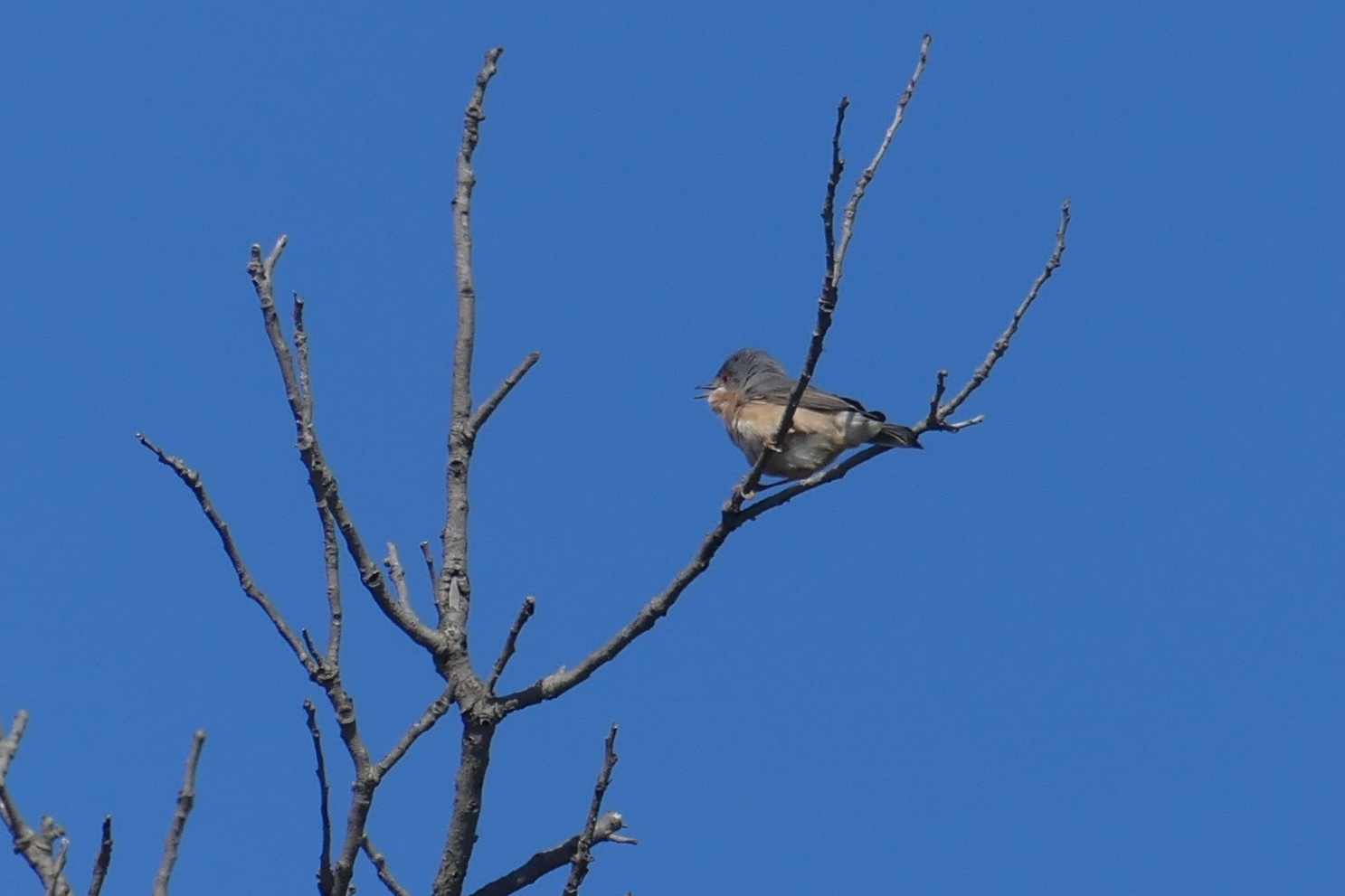 Moltoni's Warbler (Curruca subalpina), photo 6