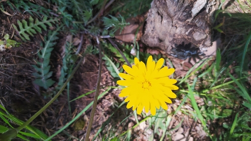 Perennial Hyoseris