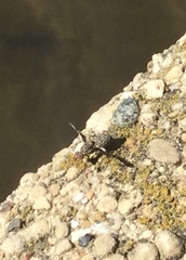 Callopistromyia strigula