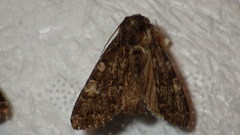 Apamea rubrirena
