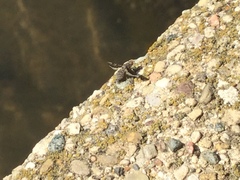 Callopistromyia strigula