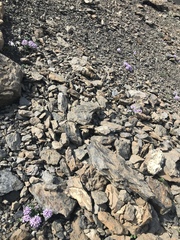 Noccaea rotundifolia