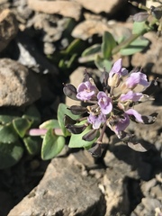 Noccaea rotundifolia