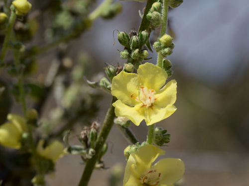 Hoary Mullein