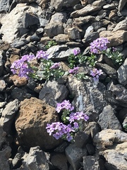 Noccaea rotundifolia