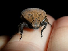 Gymnetis hebraica