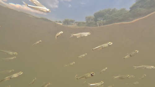 Tetra (Odontostilbe pequira) — Characidae — 3