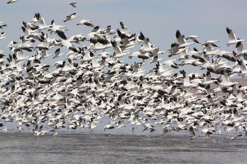 Snow Goose, photo 5 of 10