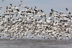 Snow Goose photo 6