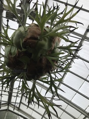 Platycerium alcicorne