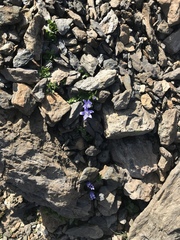 Campanula cenisia
