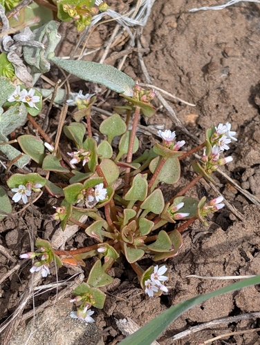 Claytonia rubra