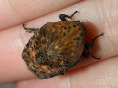 Gymnetis hebraica