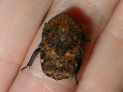 Gymnetis hebraica