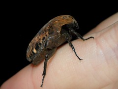 Gymnetis hebraica