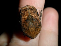 Gymnetis hebraica