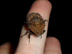 Gymnetis hebraica