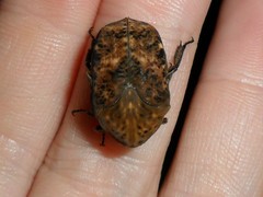 Gymnetis hebraica