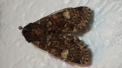 Apamea rubrirena