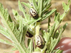 Zygogramma disrupta