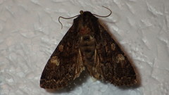 Apamea rubrirena