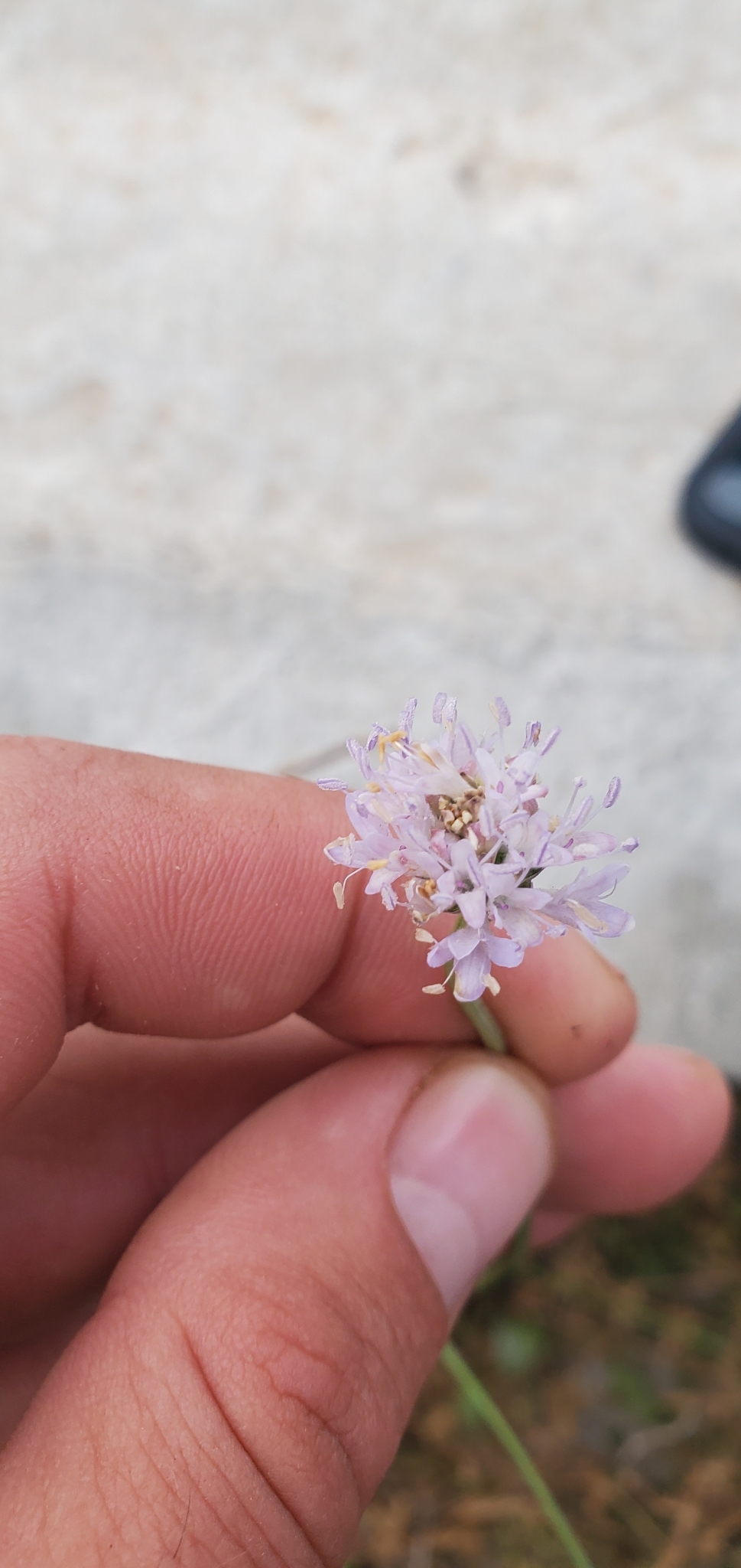 Jaffa Scabious (Cephalaria joppensis)