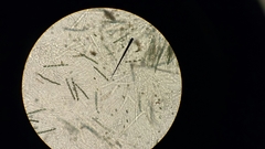 Jackrogersella cohaerens