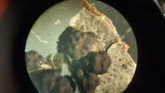 Jackrogersella cohaerens