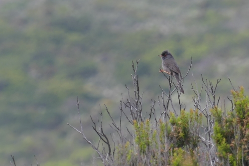 Marmora's Warbler (Curruca sarda), photo 10