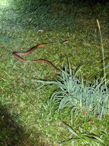 Brown Tree Snake sighting