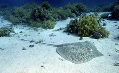 Honeycomb Stingray photo 1