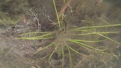 Isoetes echinospora