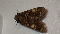 Apamea rubrirena