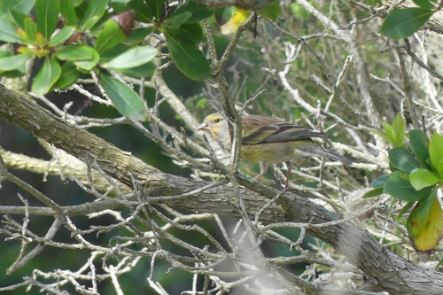 Corsican Finch (Carduelis corsicana), photo 5
