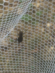 Apterodela unipunctata