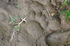 Ursus americanus eremicus