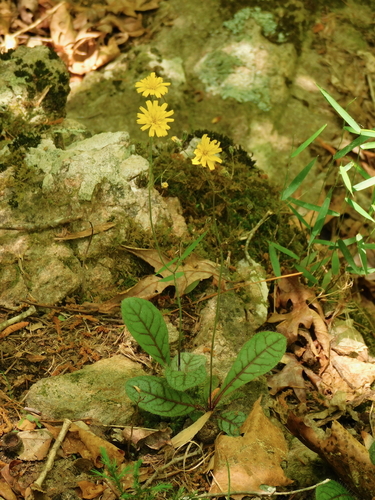 hawkweed (Hieracium): origin and uses — photo 1