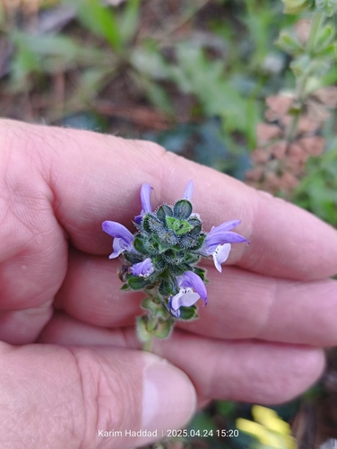 Image of Salvia clandestina by (c) Karim Haddad, some rights reserved (CC BY)