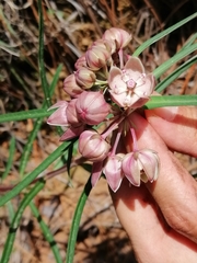 Asclepias circinalis