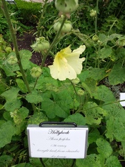 Alcea ficifolia