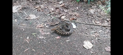 Australian Scrub Python sighting