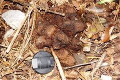 Ursus americanus eremicus