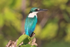 Todiramphus chloris davisoni